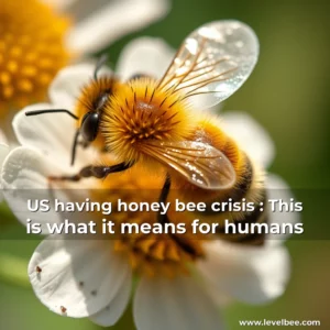 Artistic representation for US having honey bee crisis : This is what it means for humans